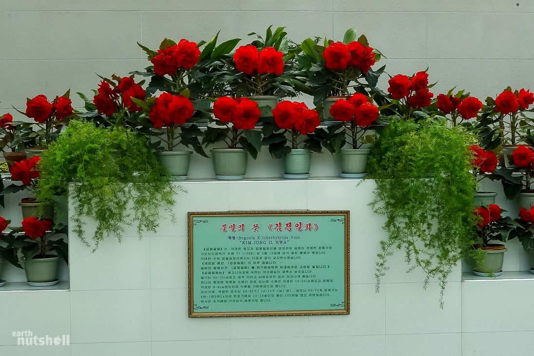 108-kimjongilia-flowers
