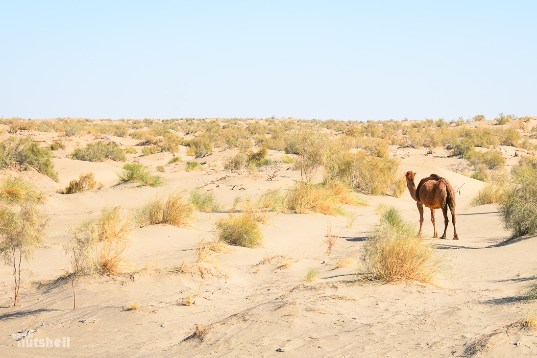 door-to-hell-camel-desert-turkmenistan