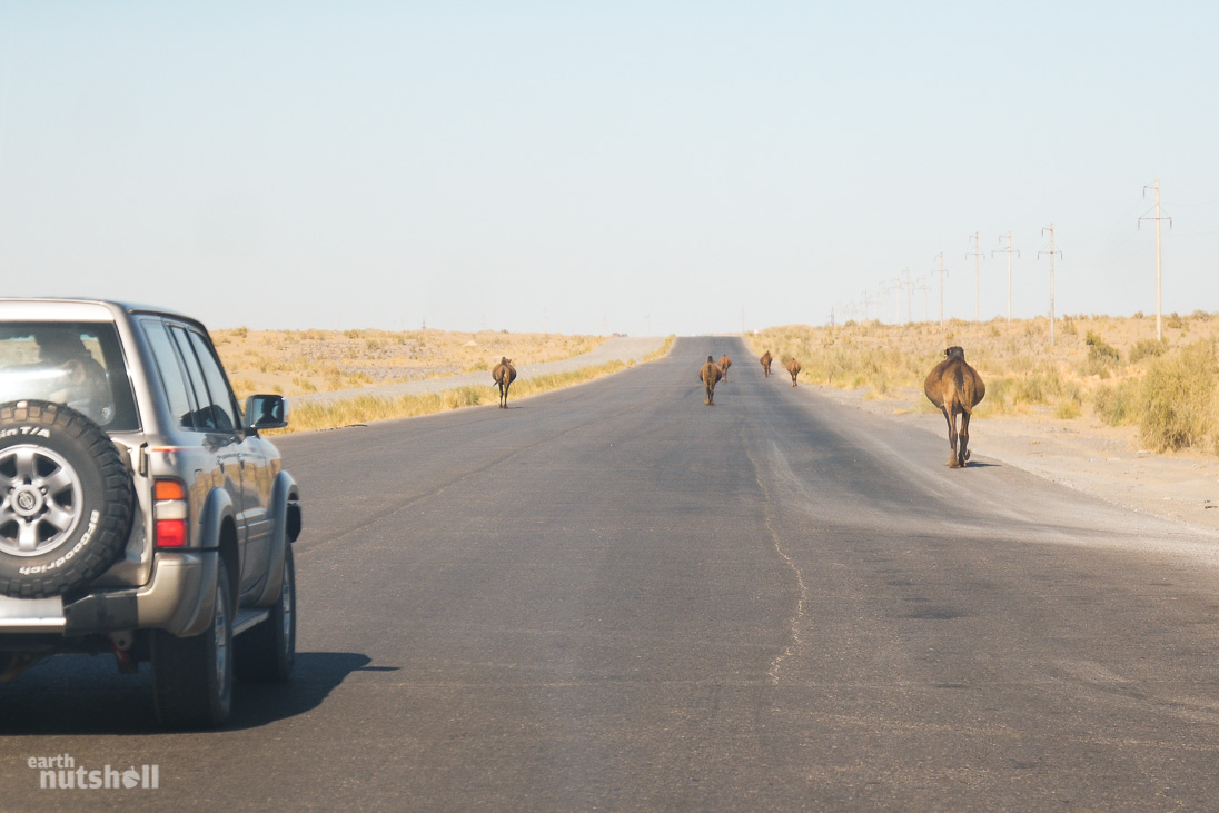 door-to-hell-camels-herd-road-turkmenistan